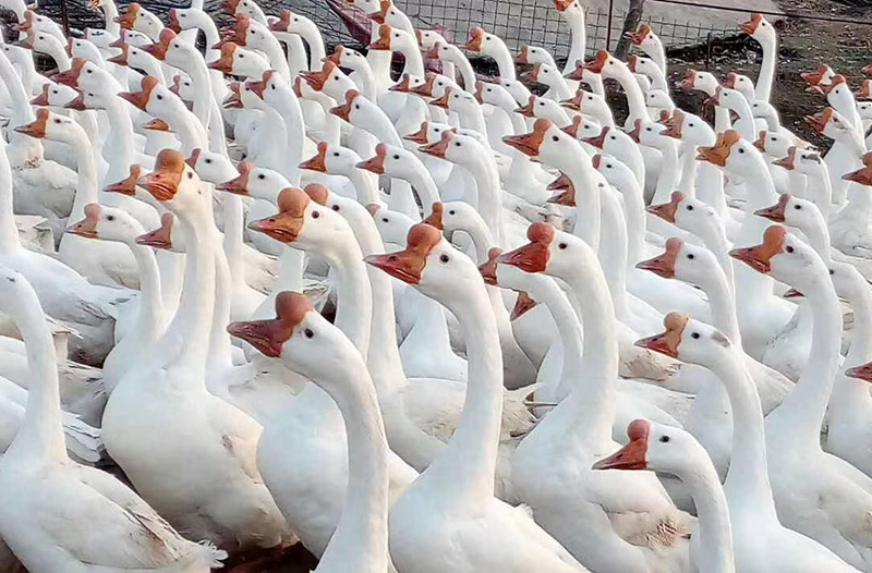 散養飼養注意一下：